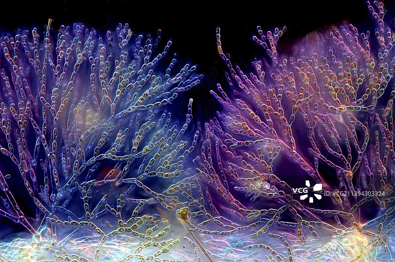 Batrachospermum sp. 红藻，光学显微照片图片素材