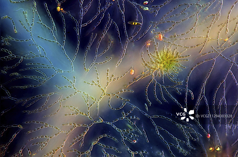 Batrachospermum sp. 红藻，光学显微照片图片素材