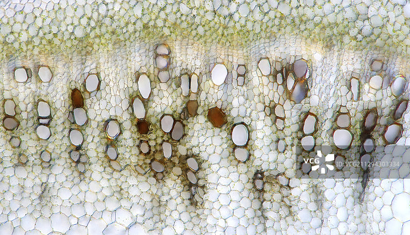 罗勒茎的显微照片图片素材