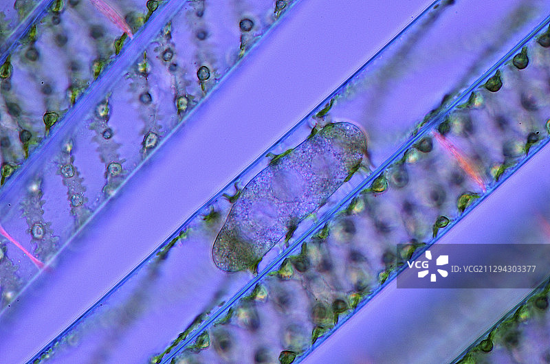 水绵绿藻显微照片图片素材