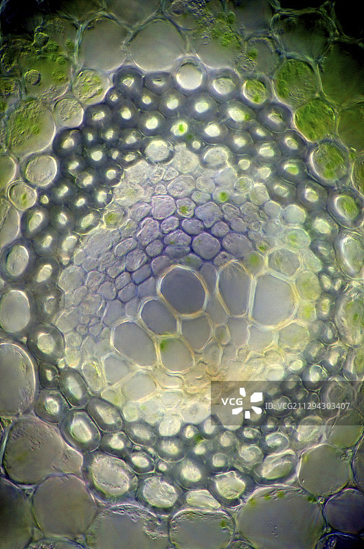 黄精茎，光学显微照片图片素材