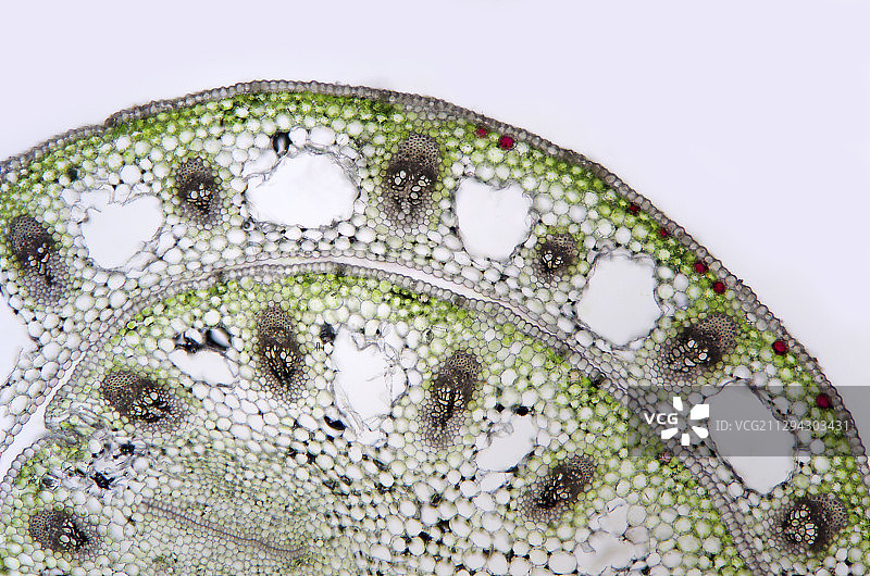 铃兰花茎显微照片图片素材