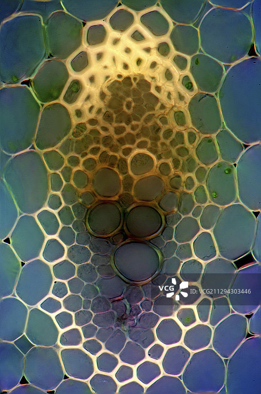 铃兰花茎显微照片图片素材