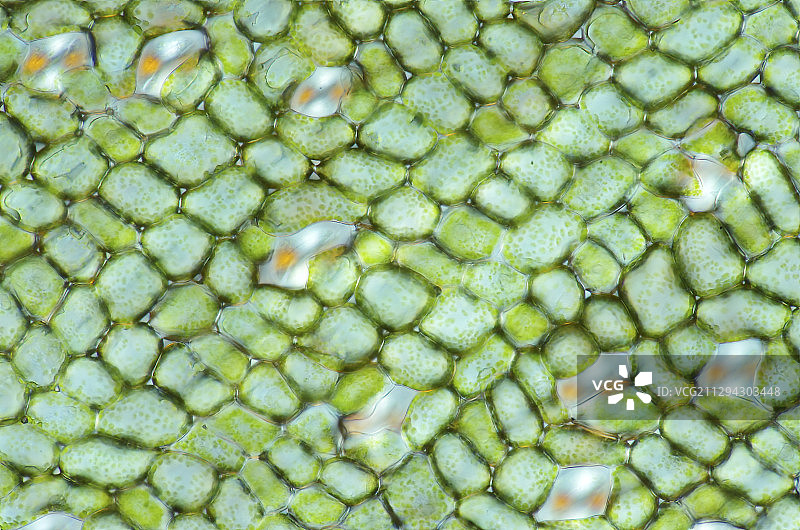 德国鸢尾叶组织光学显微照片图片素材