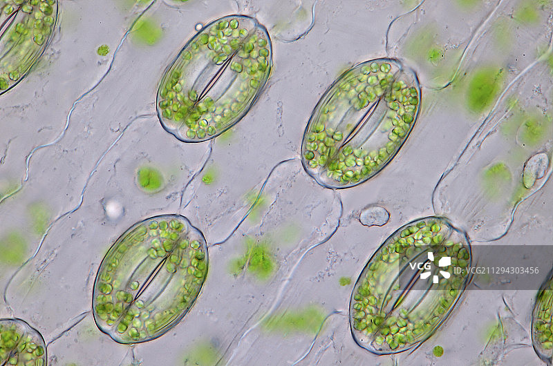 百合花气孔显微照片图片素材
