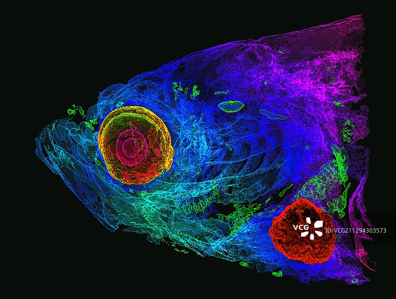 斑马鱼头部微CT扫描图片素材