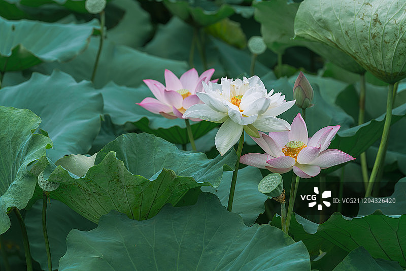 广东省肇庆市端州区宝月公园荷花莲花荷叶莲蓬图片素材