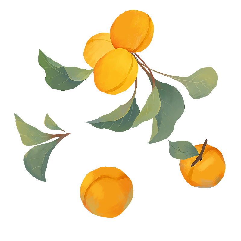 黄杏黄桃的夏天图片素材