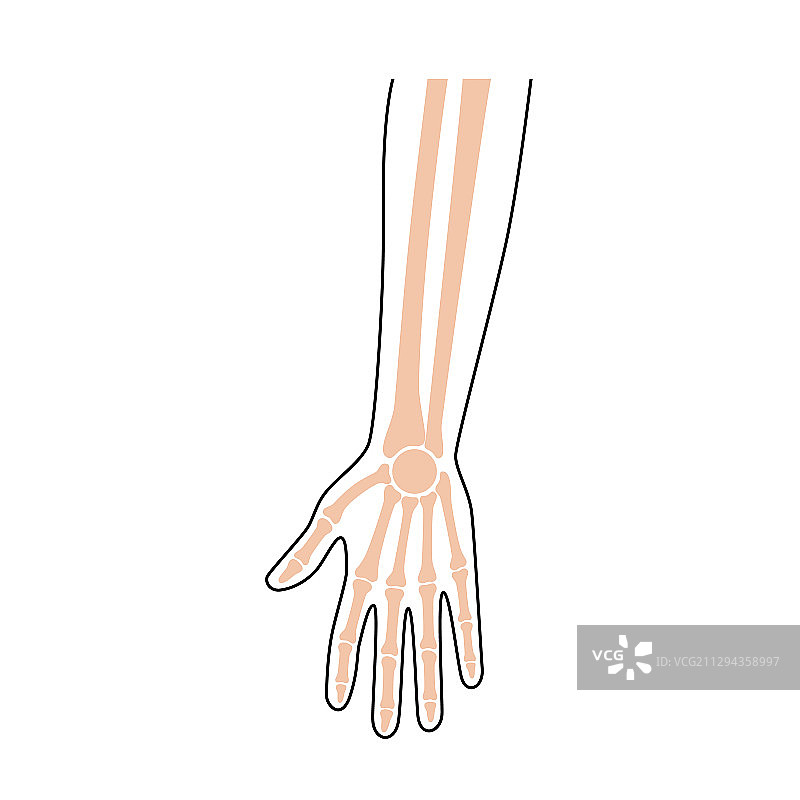 人类手臂解剖图片素材