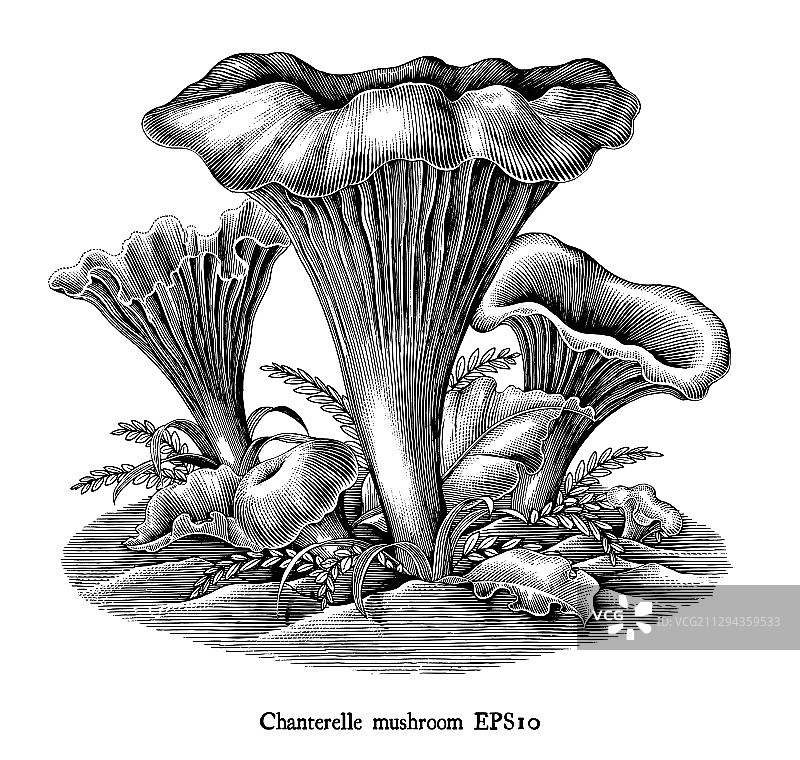 手工雕刻的鸡油菌图片素材