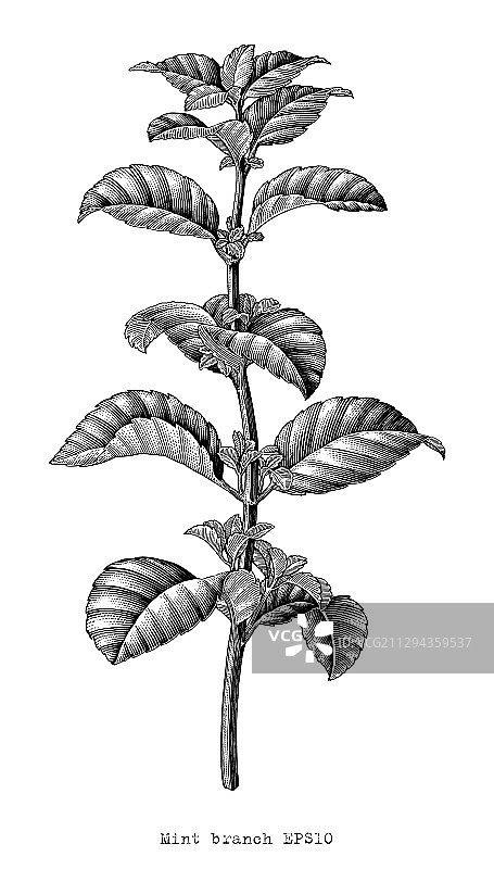 古董雕刻薄荷枝手绘黑色图片素材