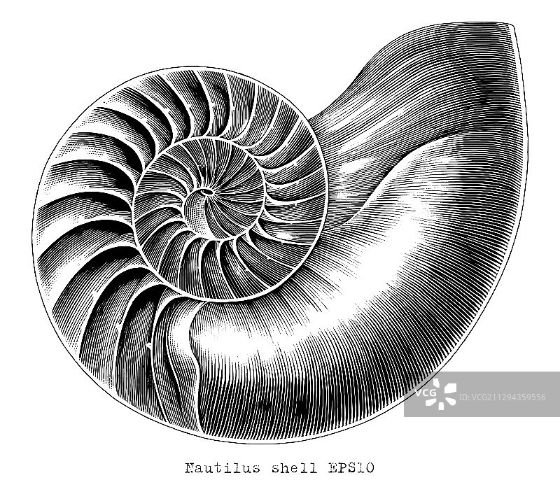 手绘古董鹦鹉螺外壳雕刻图片素材