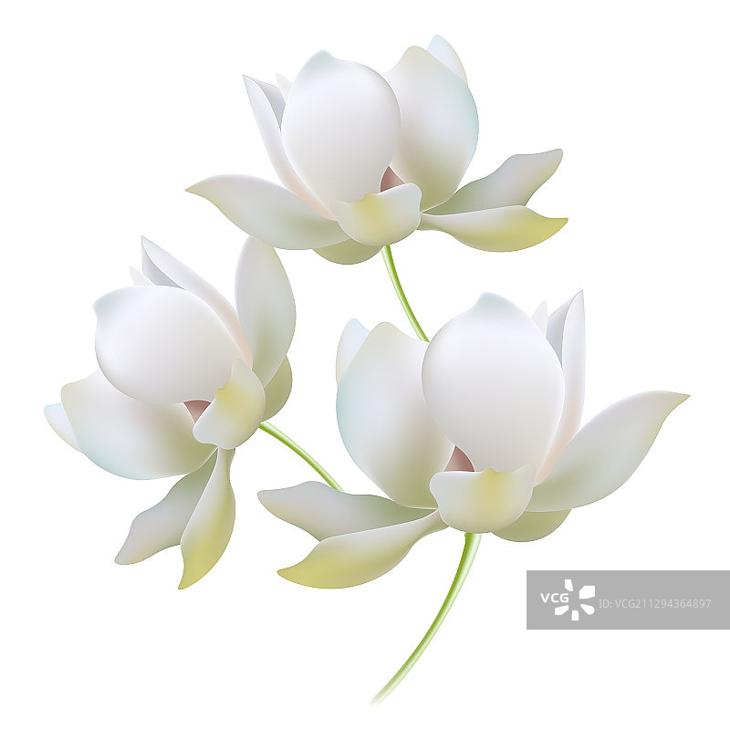 写实风格的白色金色百合花蕾图片素材