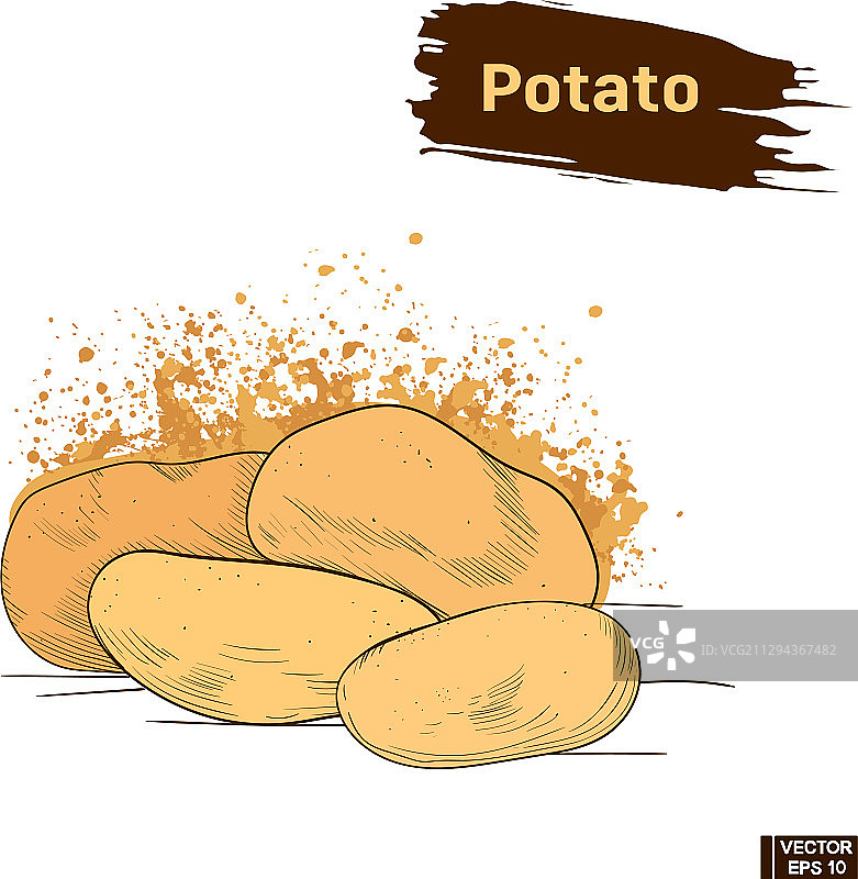 手绘马铃薯颜色草图图片素材