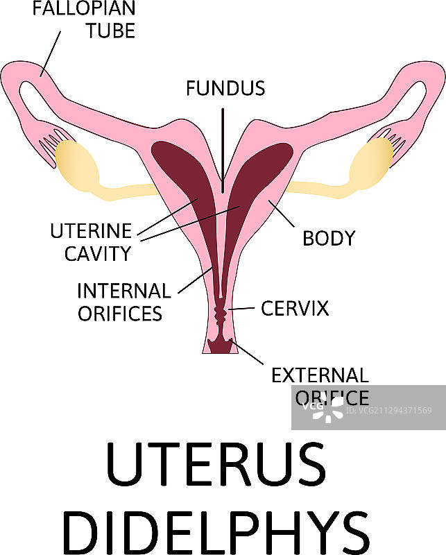 女性子宫生殖系统图片素材