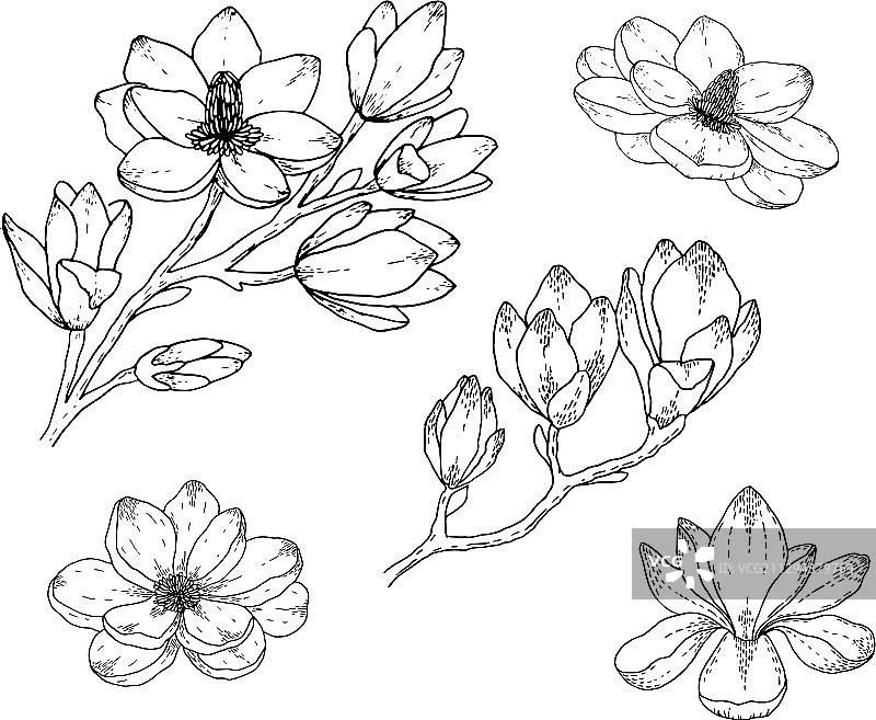 带白色背景的木兰花绘画图片素材