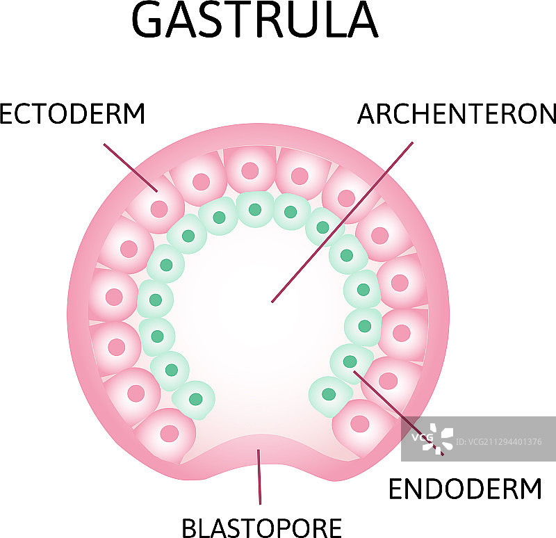 原肠胚形成过程中的囊胚腔图片素材