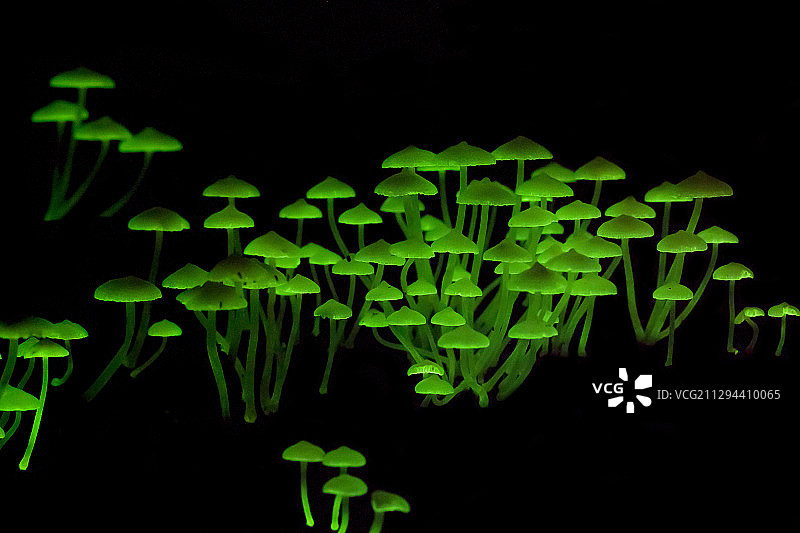 生物发光蘑菇图片素材