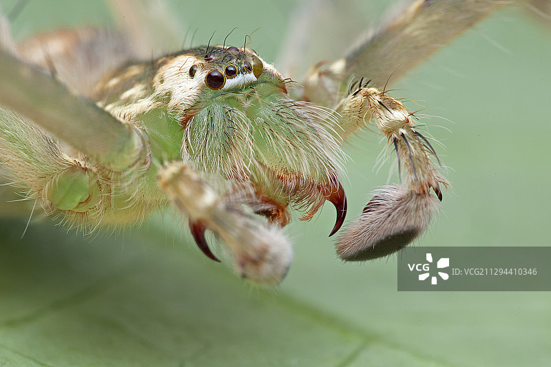 猎人蛛图片素材