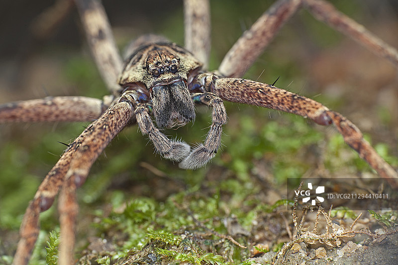 猎人蛛图片素材