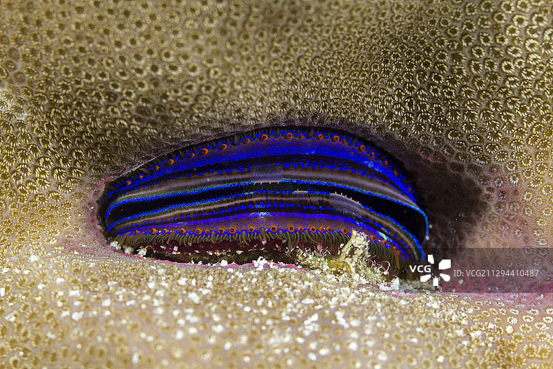 珊瑚内的蓝色海螂蛤图片素材