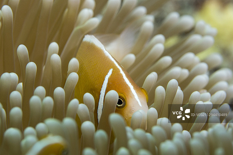 橙色条纹小丑鱼图片素材