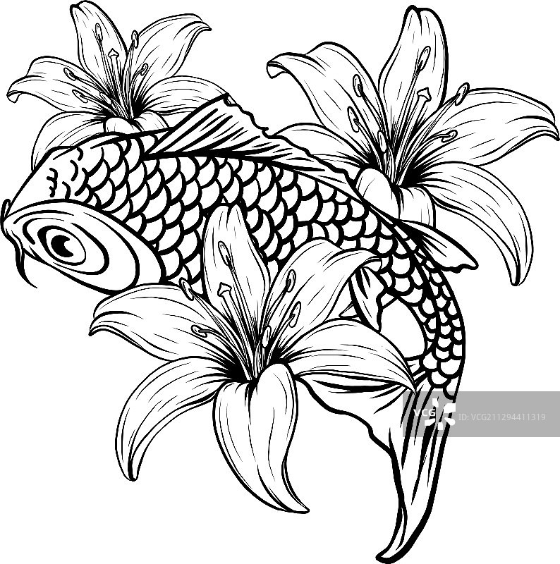 锦鲤鱼绘画图片素材