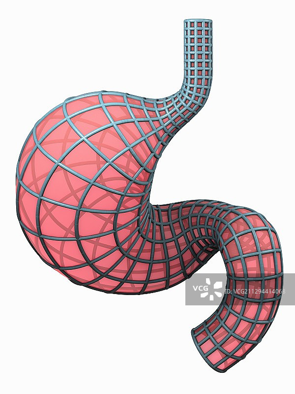 胃、插图图片素材