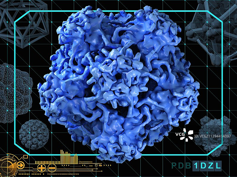 人乳头瘤病毒表面蛋白L1图片素材