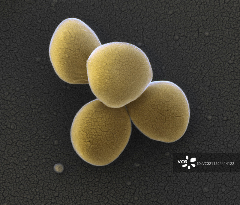 卢格邓斯葡萄球菌细菌扫描电镜图图片素材