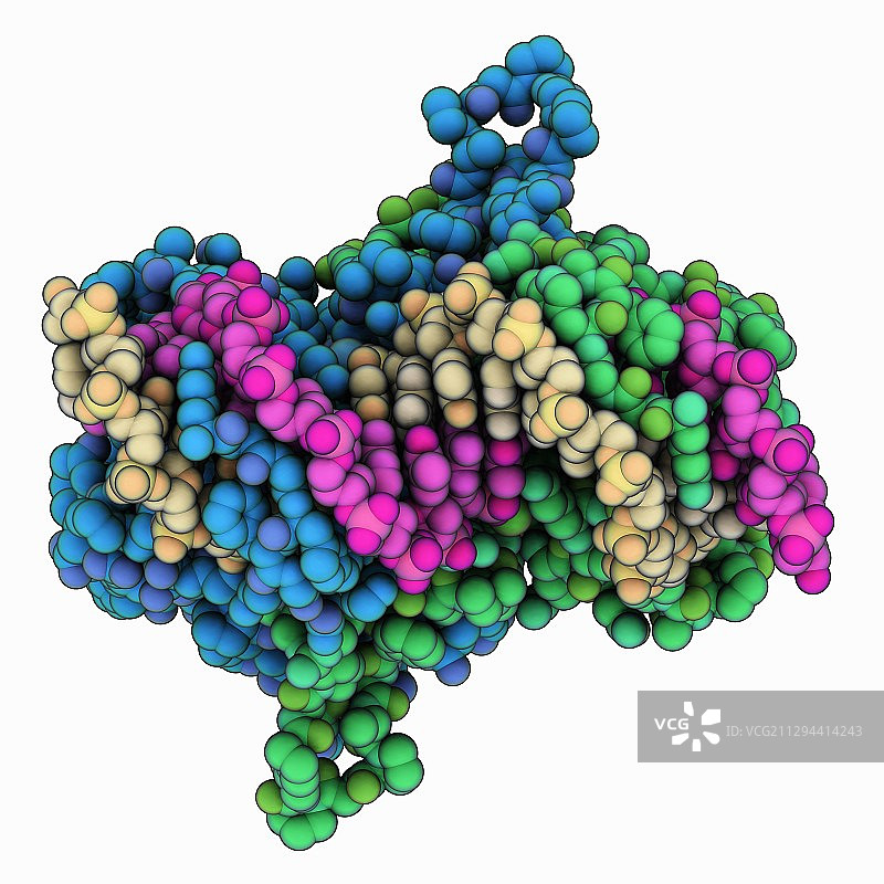 EB病毒蛋白质复合物图片素材