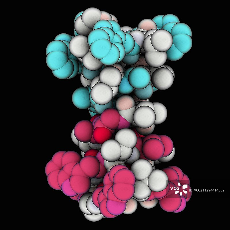 短杆菌肽A离子通道图片素材