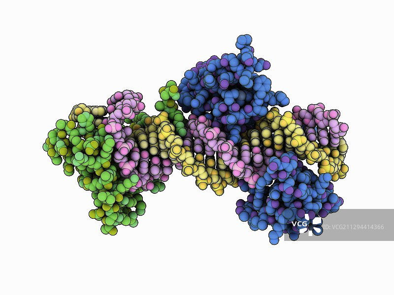 转录因子DNA复合物图片素材