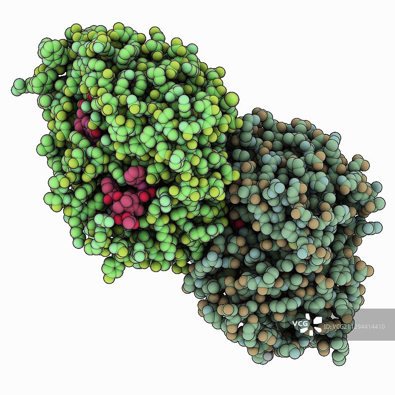 Alpha-beta微管蛋白紫杉醇复合物图片素材