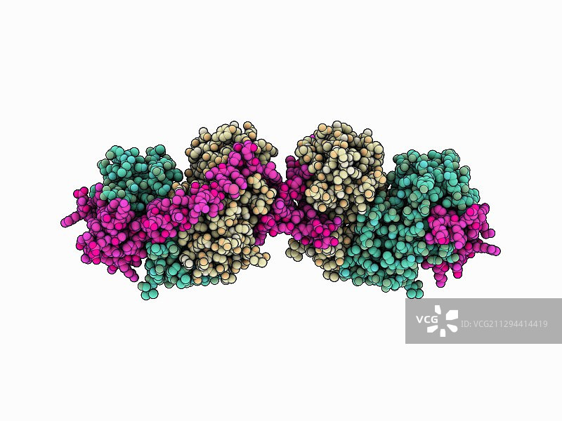 酪氨酸磷酸酶伴侣复合物图片素材