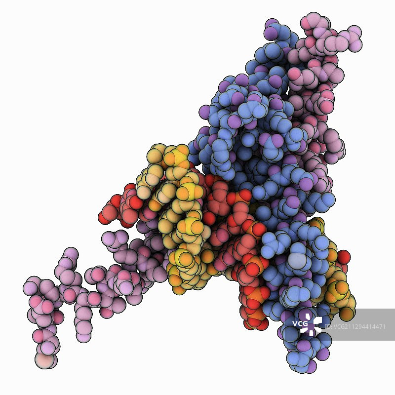 MyoD bHLH 结构域-DNA复合物图片素材