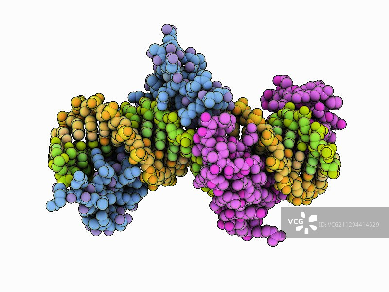 与DNA结合的锌指蛋白图片素材