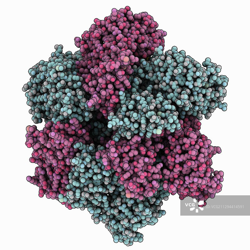 猿猴病毒SV40大肿瘤抗原图片素材