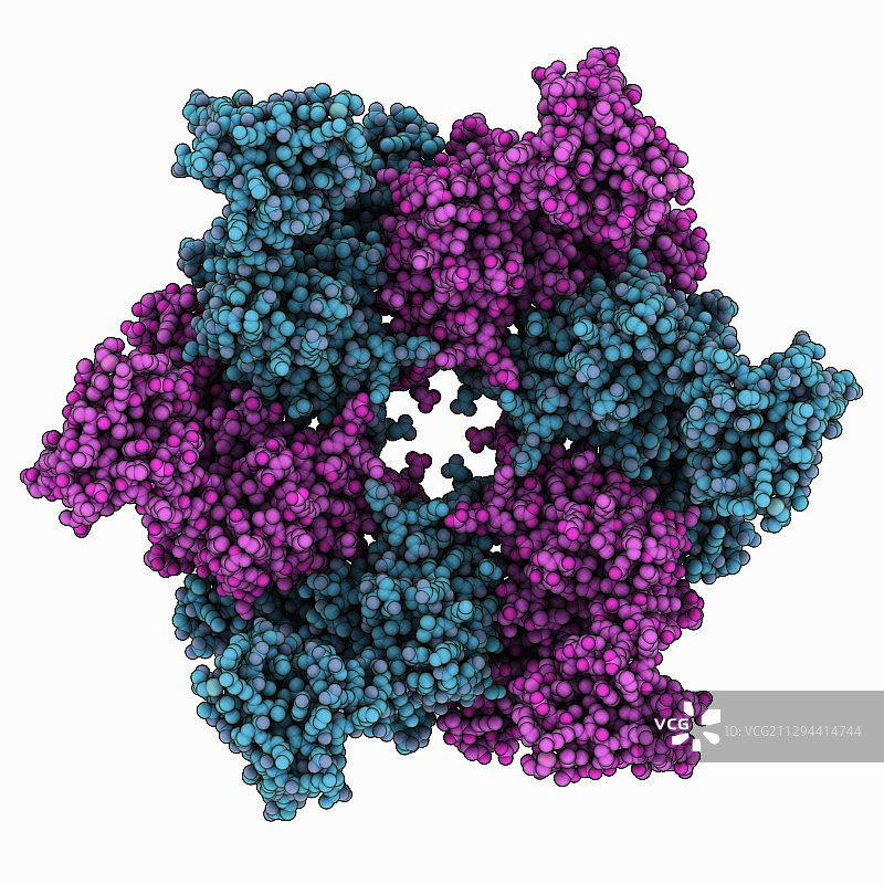 人类RuvBL1解旋酶图片素材