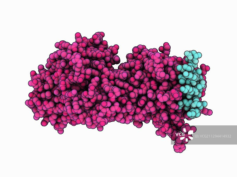 肉毒杆菌神经毒素B复合物图片素材
