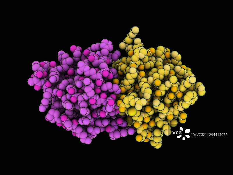 人肝细胞生长因子(HGF)图片素材