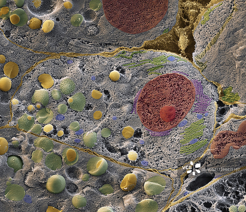 唾液腺组织，扫描电镜图片素材