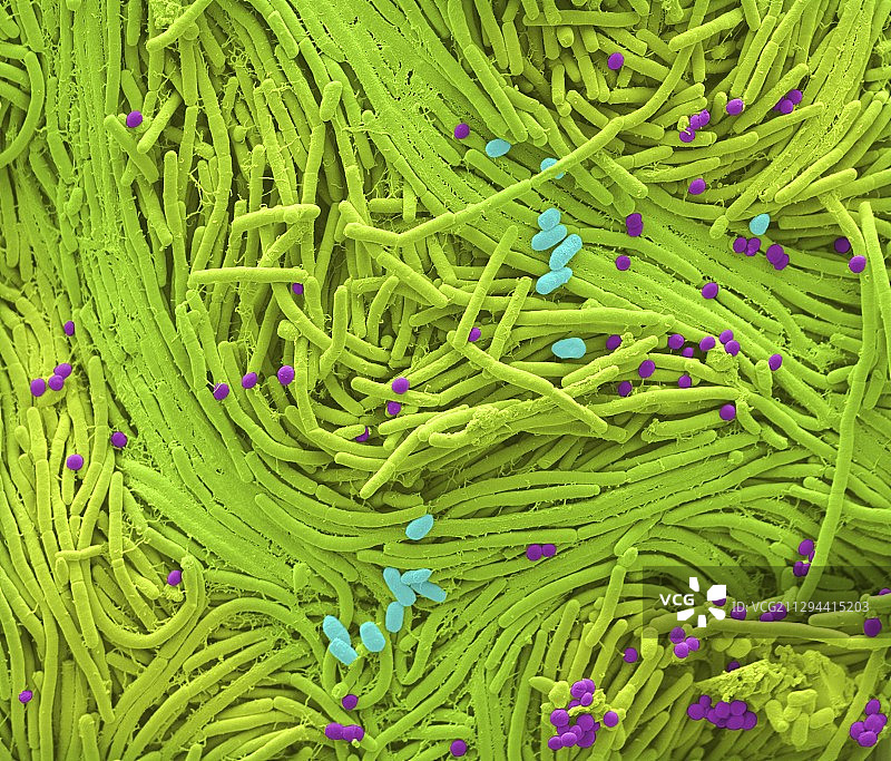 鼻腔细菌培养，扫描电镜图片素材