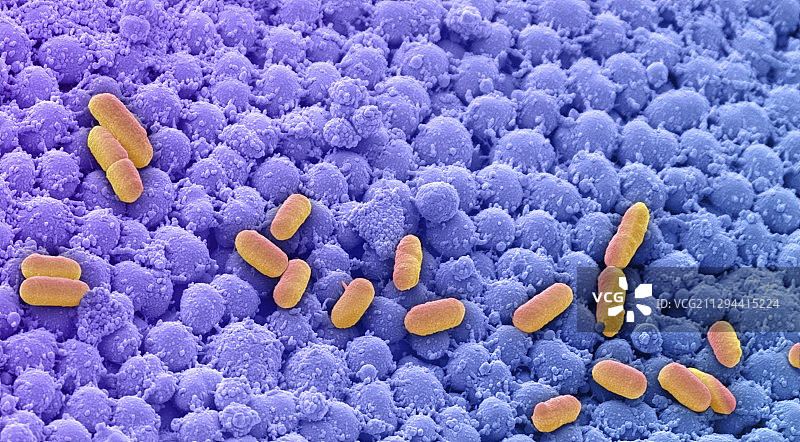 鼻腔细菌培养，扫描电镜图片素材