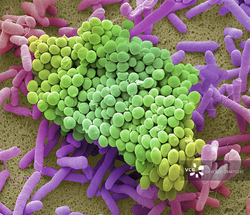 在抹布上发现的细菌，扫描电子显微镜图片素材