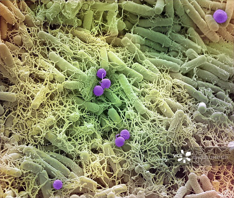微生物群落，扫描电子显微镜图片素材