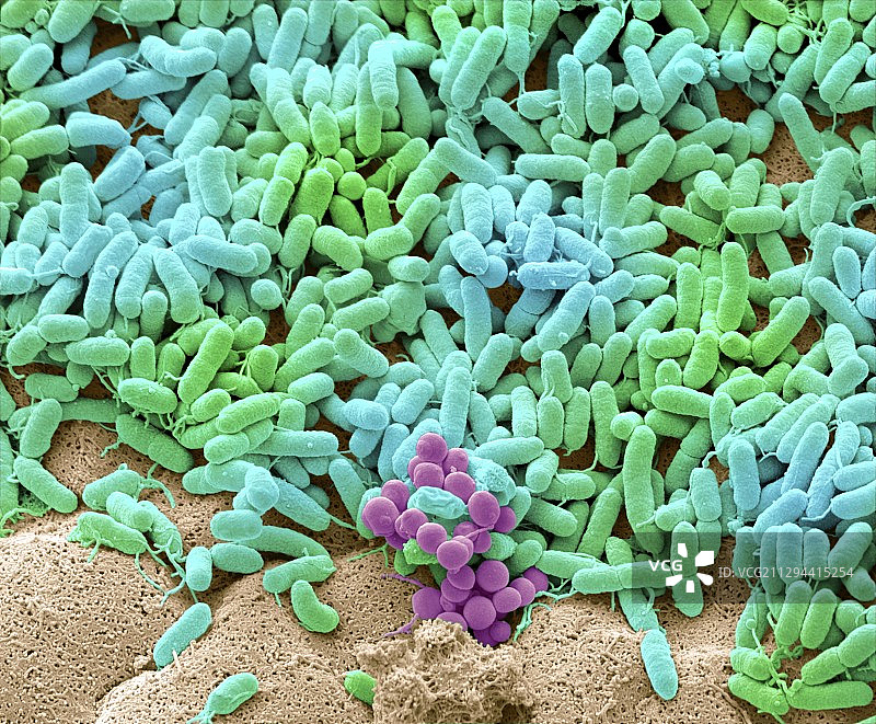 在抹布上发现的细菌，扫描电子显微镜图片素材