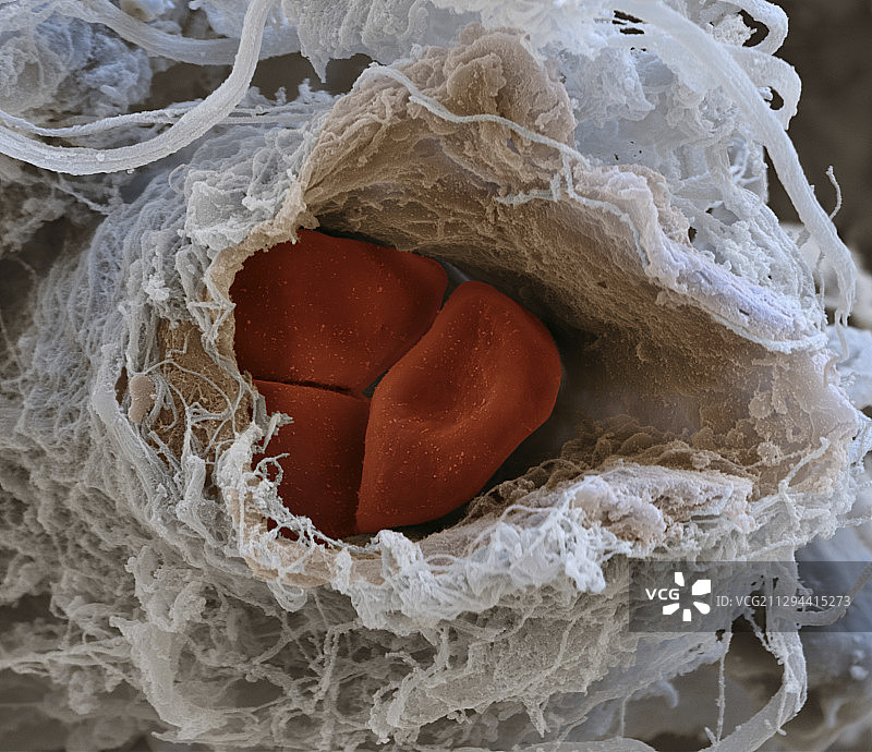 毛细血管和红细胞扫描电镜图片素材