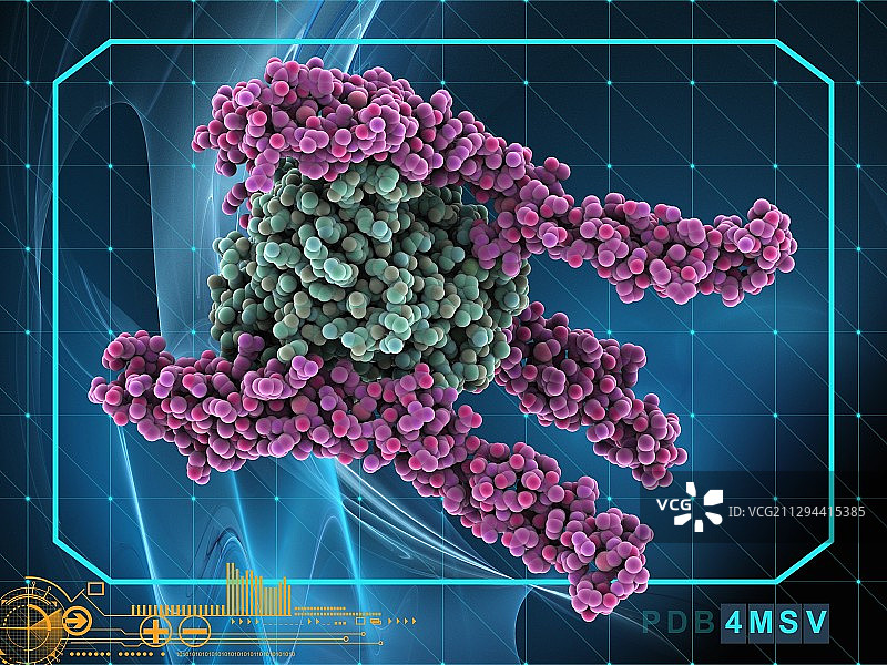 人FasL和DcR3复合物图片素材
