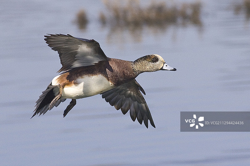 雄性美国凫鸭降落图片素材